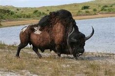 two buffalo standing next to each other on a dry grass field near a body of water