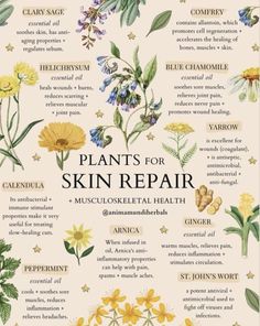 Plant Remedies, Skincare Guide, Herbal Remedies Recipes, Medicinal Herbs Garden, Medical Herbs, Magia Das Ervas, Magic Herbs, Natural Alternatives, Herbal Apothecary