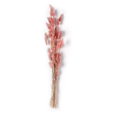 dried pink flowers against a white background