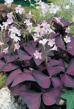 purple and white flowers growing in the ground next to some green leaves on a rock