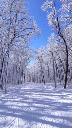 snow covered trees line the ground in a wooded area