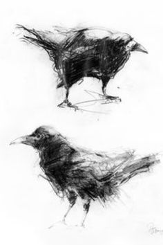 two black birds standing next to each other on a white surface