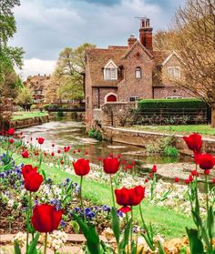 red tulips are in the foreground with a river running through it