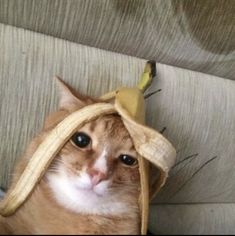 an orange and white cat wearing a banana hat on top of it's head