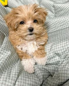 a small brown dog sitting on top of a bed next to a yellow toy ball