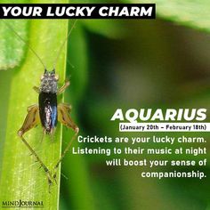 a close up of a grasshopper on a leaf with words above it that read, your lucky charm aquarius