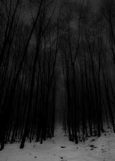 a black and white photo of trees in the woods with snow on the ground at night