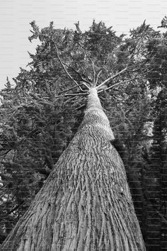 a black and white photo of a tall tree