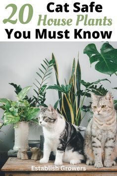 cat safe house plants Beginner Plants, Pet Friendly House Plants, Cat Friendly Plants, Toxic Plants For Cats, Air Purifying House Plants