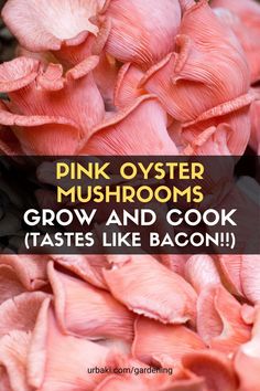 pink oyster mushrooms grow and cook tastes like bacon