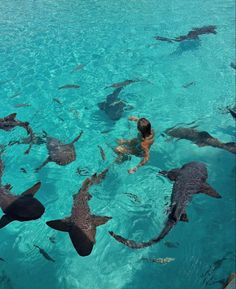 a man swimming in the ocean surrounded by sharks