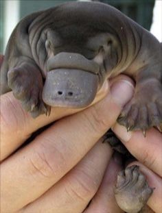 a person holding a baby hippopotamus in their hands