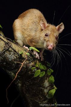 a brown rat sitting on top of a tree branch