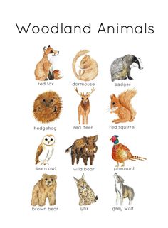 an animal poster with different types of animals