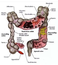 an image of the anatomy of the stomach and its major functions in human body structure