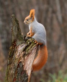 a squirrel sitting on top of a tree trunk