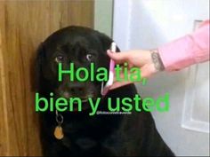 a black dog sitting in front of a door with the caption hollatia, bien y usted