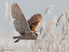 an owl is flying over the tall grass