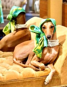 two brown dogs wearing green head wraps and pearls on their collars sitting on a couch