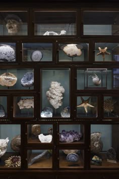 a display case filled with lots of different types of rocks and seashells in glass cases