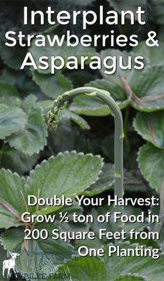 an image of a plant with the words, interplant strawberries and asparagus