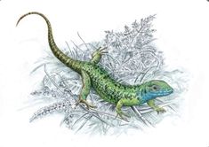 a drawing of a lizard on the ground with grass and plants in the foreground