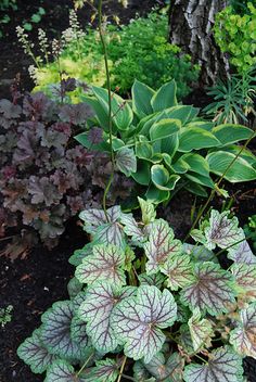 some green and purple plants in the dirt