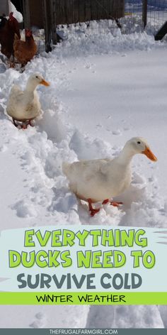 three ducks walking in the snow with text overlay saying everything ducks need to survive cold winter weather