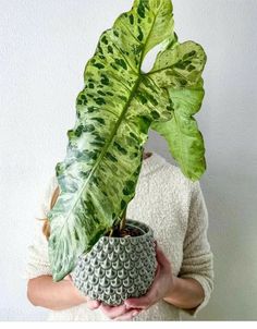 a woman holding a potted plant in her hands with a large green leaf on it