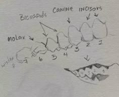 the diagram shows how to draw an animal's stomach