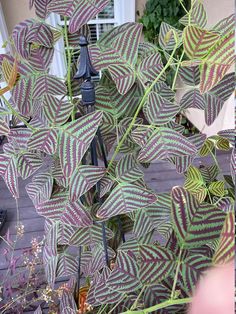 a purple and green plant in front of a house