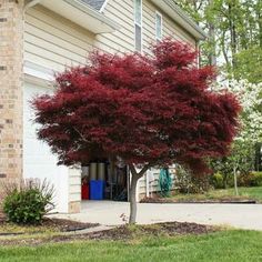 a red tree in front of a house