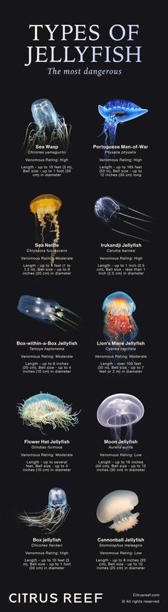 the different types of jellyfish are shown in this poster