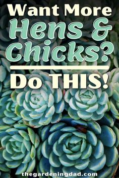 the words want more hens and chicks? do this with succulents