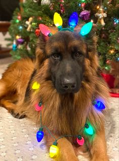 a dog with christmas lights on its head laying in front of a christmas tree and looking at the camera