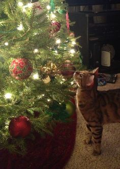 a cat standing in front of a christmas tree