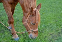 a brown horse standing on top of a lush green field