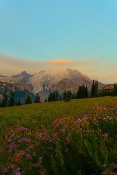 a field with flowers and mountains in the background