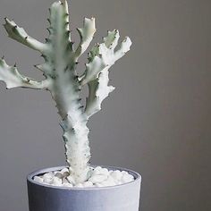 a small cactus in a gray pot with white rocks on the ground next to it