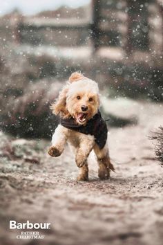 a small dog running through the snow with it's mouth open and tongue out