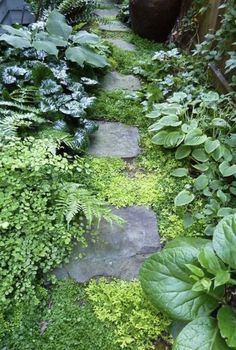 a garden with lots of green plants and rocks