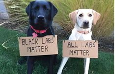 two dogs are holding signs that say black labs matter matter, and all labs matter