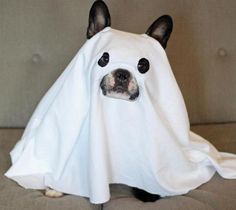 a dog is dressed up like a ghost