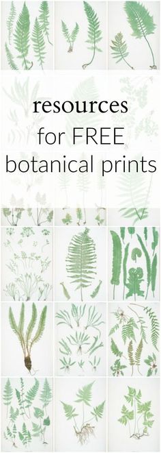 the book cover for resources for free botanical prints