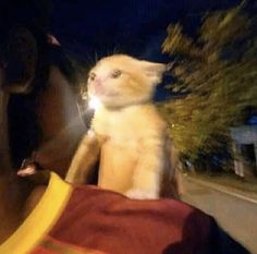 a cat sitting on the back of a brown horse in front of a street at night