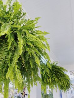 a large green plant hanging from the side of a white building with lots of windows