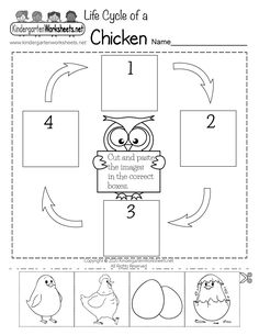 the life cycle of a chicken worksheet