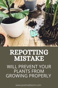 several potted plants with the words repotting mistake will prevent your plants from growing properly