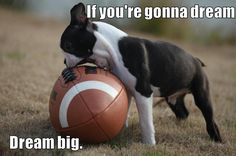 a black and white dog is playing with a ball