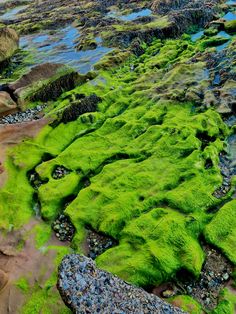 green moss growing on rocks near the ocean